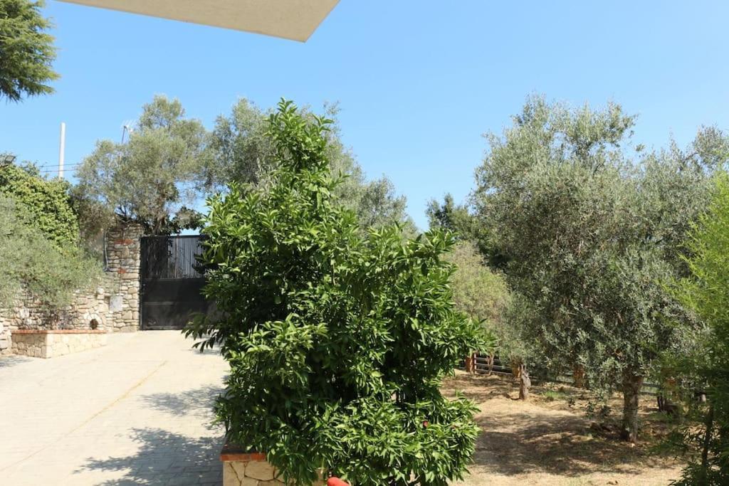 Private Hillside Near Teg Full Privacy Tirana